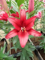 [5305 Firebolt No02.JPG]